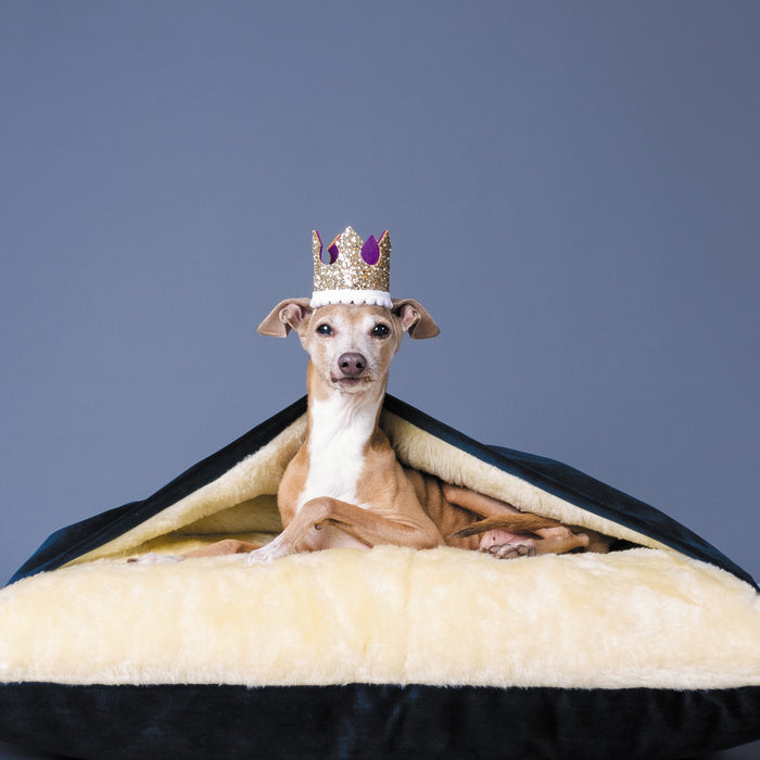 A right royal spoiling: Highlights of the most pampered pooches from history