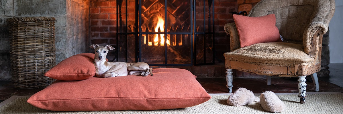 Accept Only The Best Bed For Your Dog This Winter