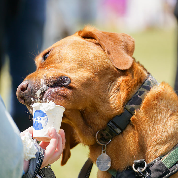 Fabulous events for dog lovers