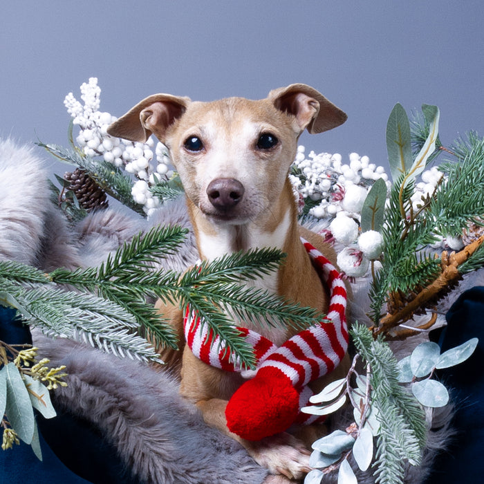 Theo Italian Greyhound in a luxury dog bed by designers Charley Chau decorated for Christmas