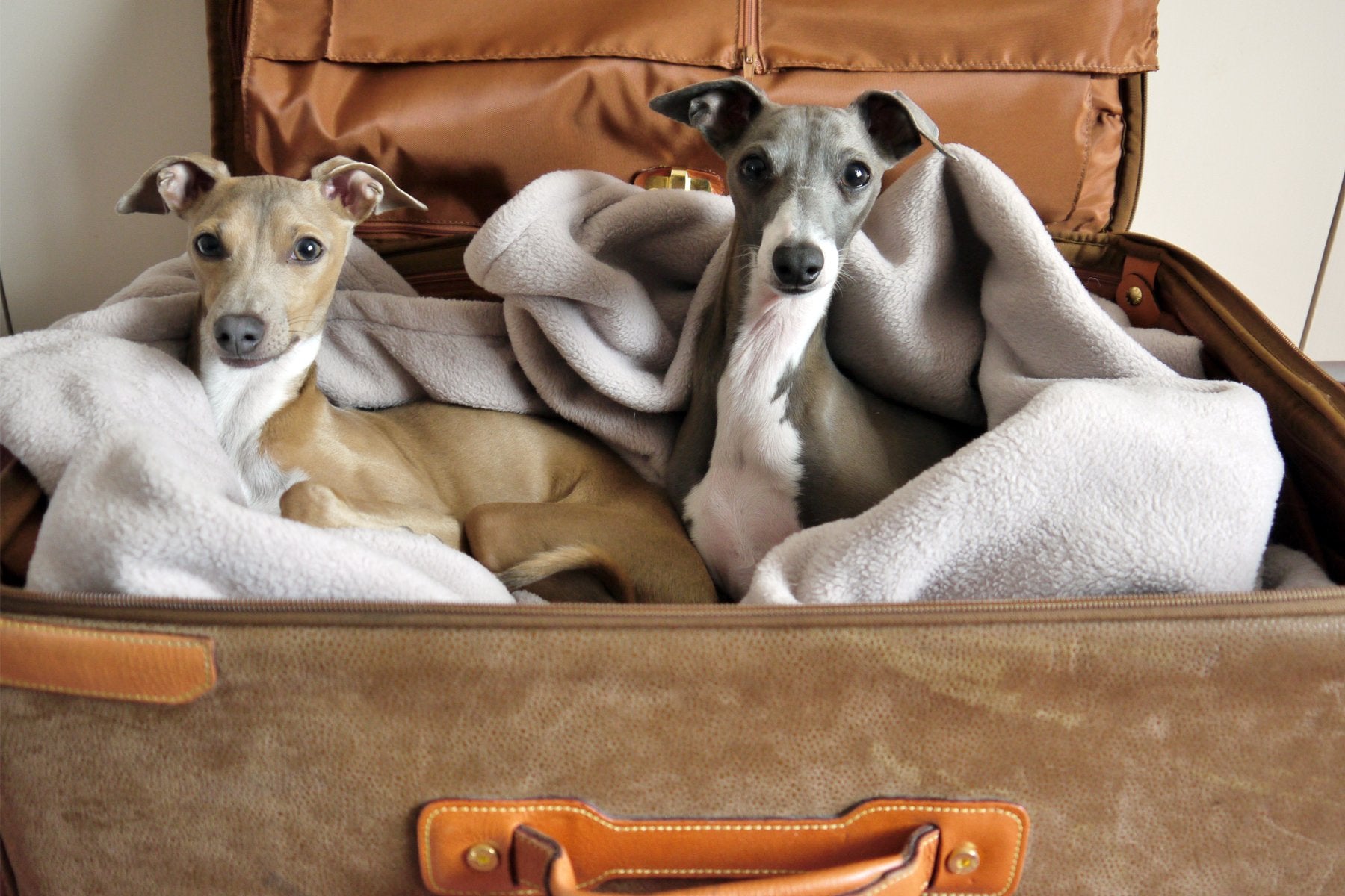 Travelling with dogs from the UK to France and other EU countries - legal requirements