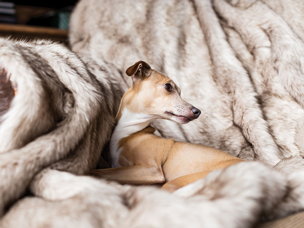 Charley Chau luxury Faux-Fur Dog Blanket