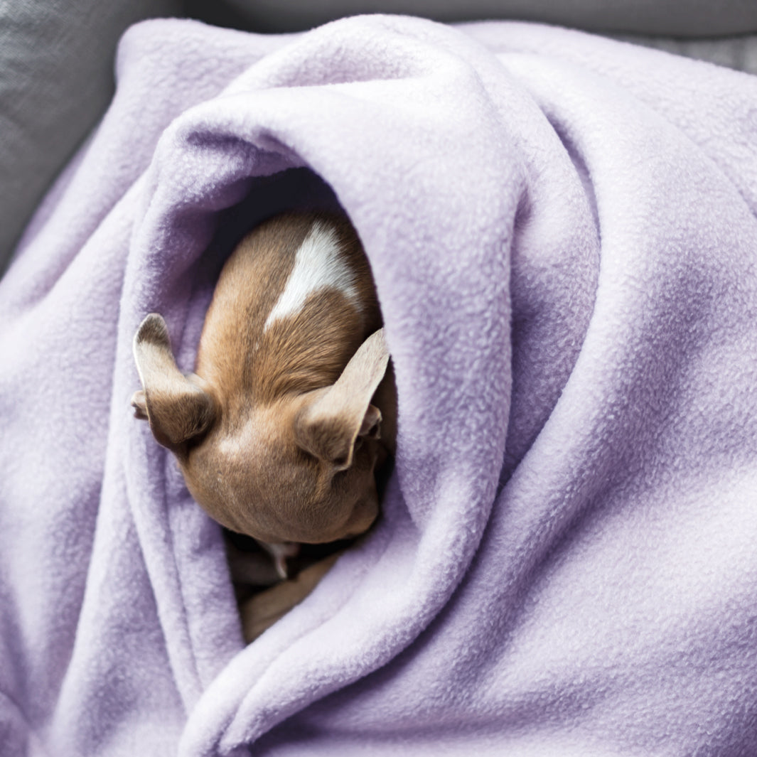 Charley Chau Luxury Double Fleece Dog Blanket