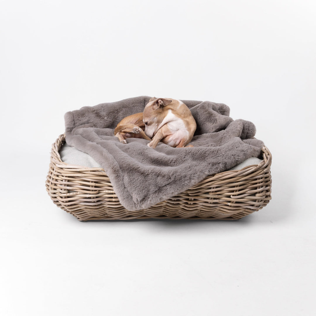 Italian Greyhound dog lying on a rattan dog basket with a grey faux-fur dog blanket, on a white background
