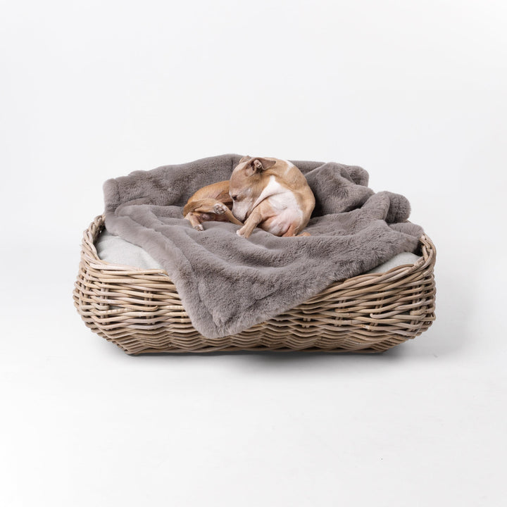 Italian Greyhound dog lying on a rattan dog basket with a grey faux-fur dog blanket, on a white background