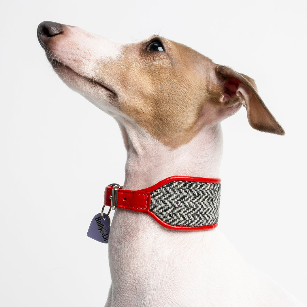 Collar Sighthound Security Heather Tartan Sighthound Walking