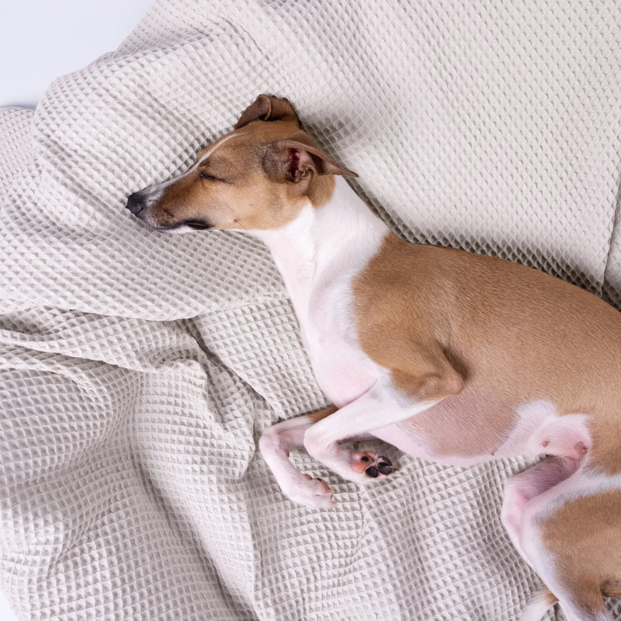 Sherpa Fleece Blanket Charley Chau Blanket Small Dog Comforter Full Sherpa Fleece Dog Blanket – Charley Chau Luxury  Dog Bedding