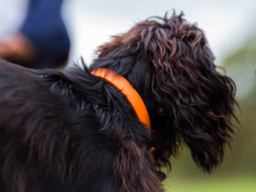 Classic Leather Dog Collar - Orange Peel 