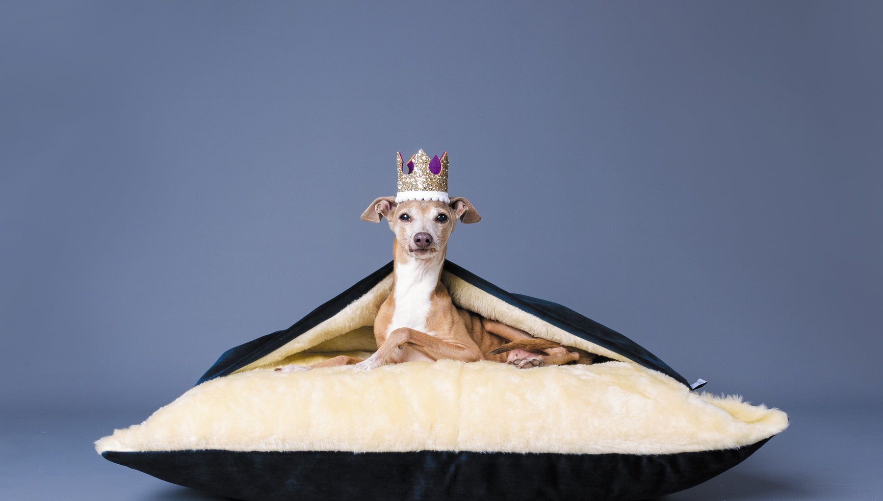 A right royal spoiling: Highlights of the most pampered pooches from history