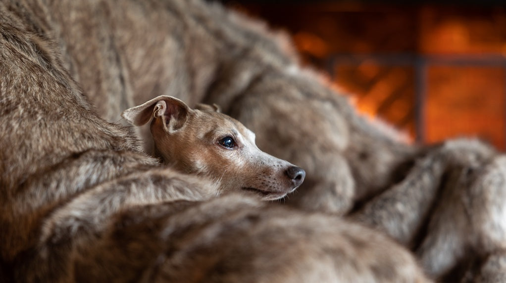 All you need for a dog’s perfect Christmas & New Year