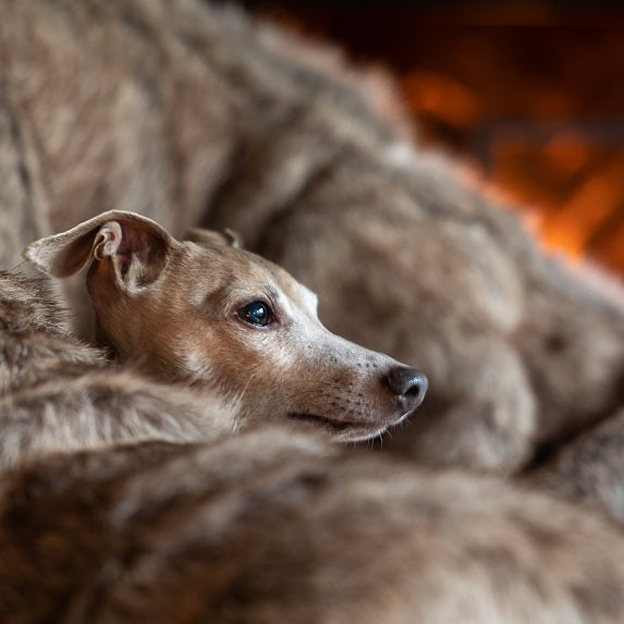 All you need for a dog’s perfect Christmas & New Year