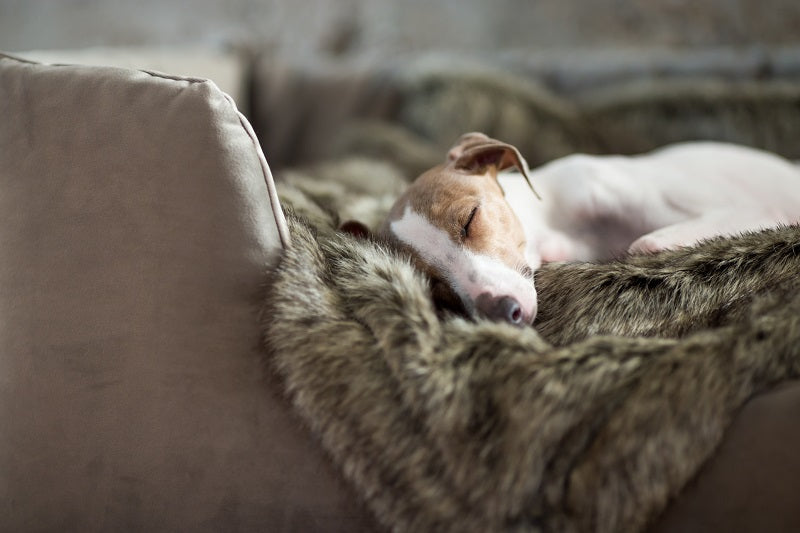 How To Choose the Best Winter Dog Bed