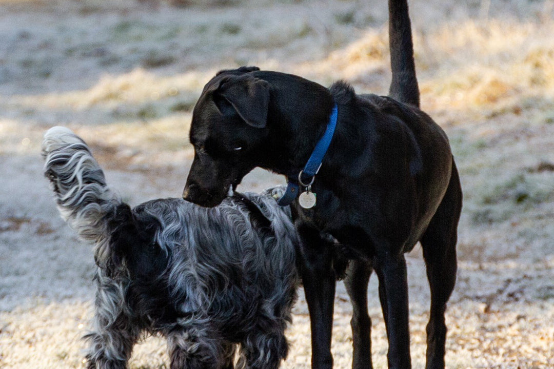 Canine emotional well-being: Hormones and how they affect our dogs' behaviour