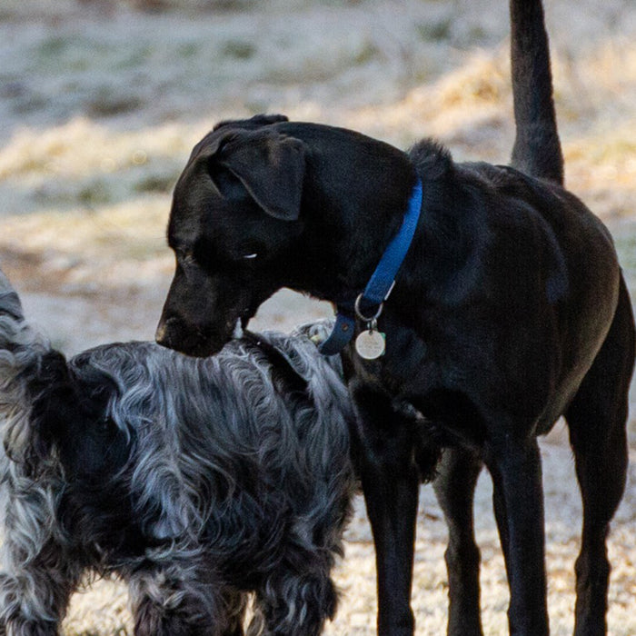 Canine emotional well-being: Hormones and how they affect our dogs' behaviour