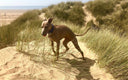 Best Dog Day Out Photo Competition - Charley Chau - luxury dog bedding