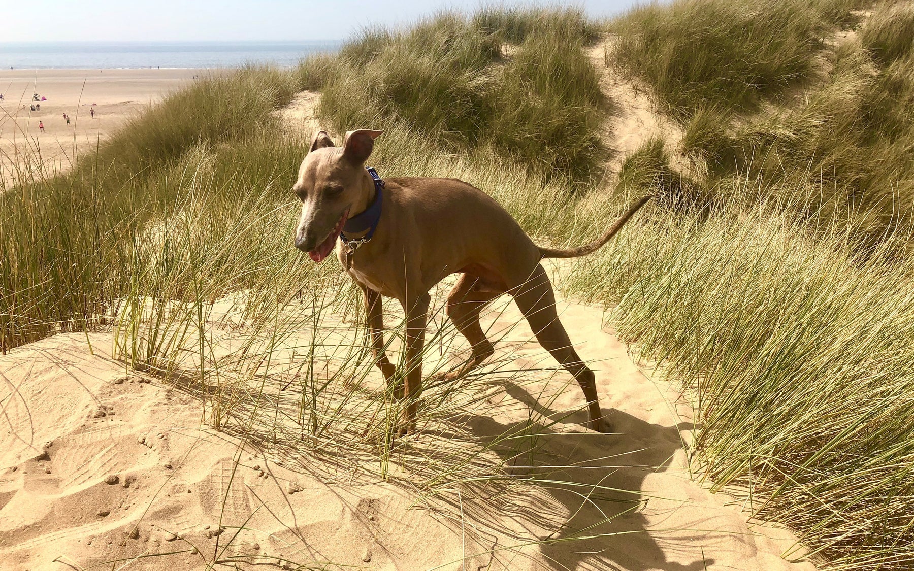 Best Dog Day Out Photo Competition