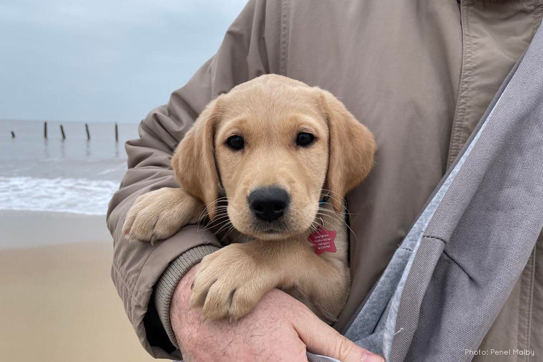Birdie puppy labrador