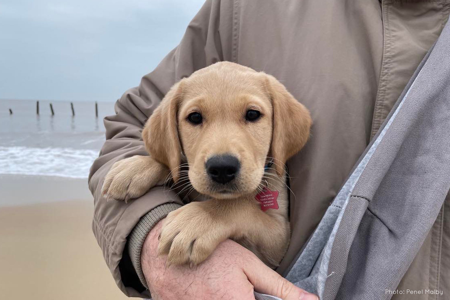 Birdie puppy labrador