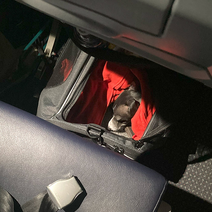 Flying with a dog: Brutus Italian Greyhound on a plane