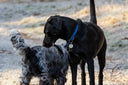 Canine emotional well-being: Hormones and how they affect our dogs' behaviour - Charley Chau - luxury dog bedding