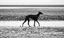 Charley Chau Best in Show Photo Competition - Charley Chau - luxury dog bedding