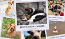 Charley Chau Best in Show Winners Announced! - Charley Chau - luxury dog bedding