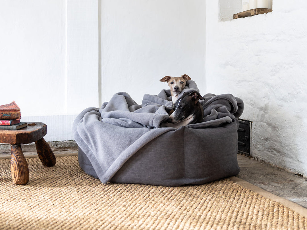 Two Italian Greyhound dogs in a dark grey round dog bed covered with mid grey fleece dog blankets in a room with white walls and a hessian rug