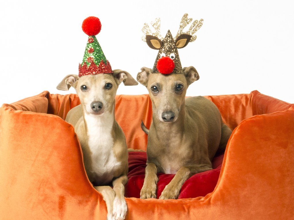 Christmas & New Year Holiday office hours
