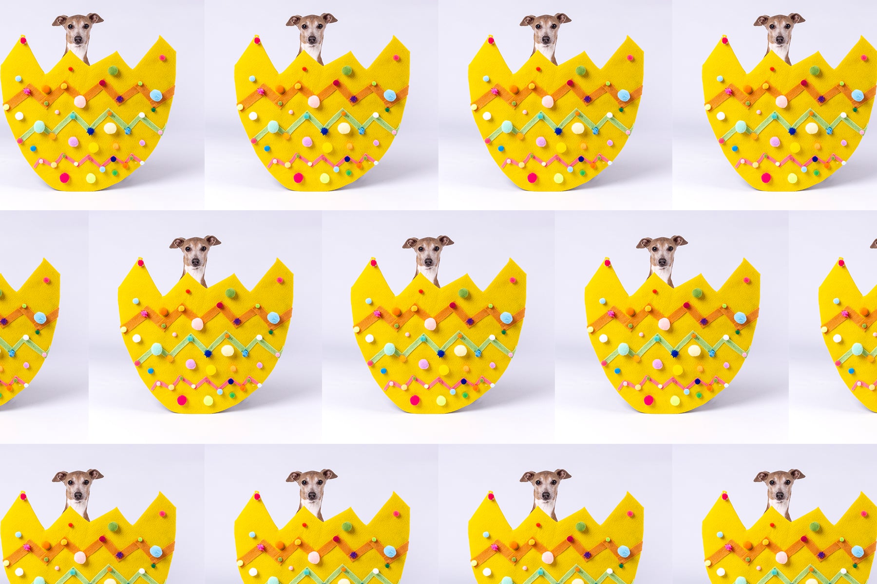 Join our Online Easter Egg Hunt for a chance to win a fab Easter Hamper for Your Dog!