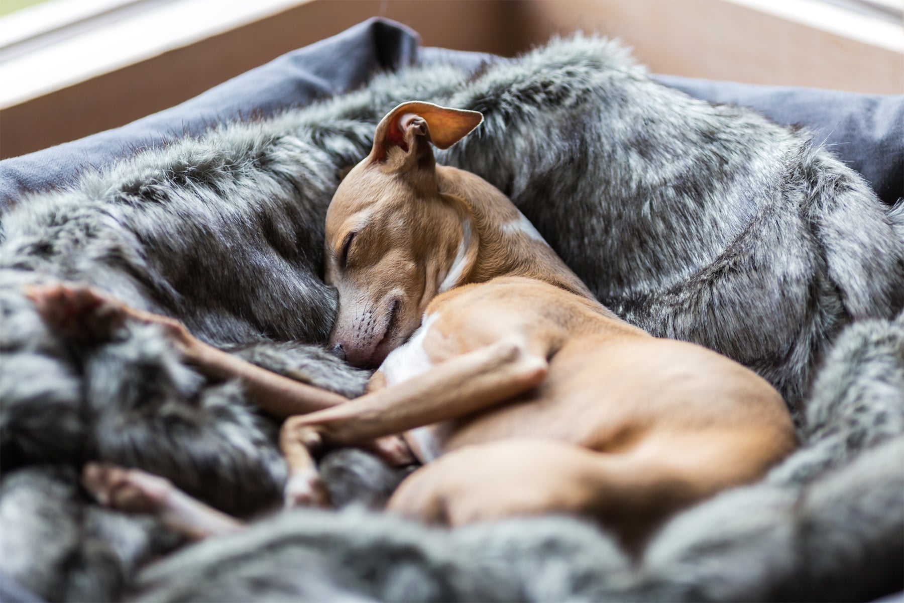 Common dog bedding problems in winter and what to do about them!