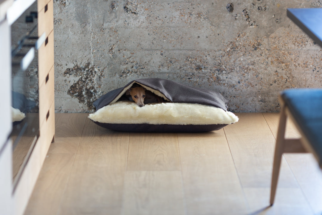 How to Choose the Right Bed for Your Dog and Get the Best Out of Your Purchase