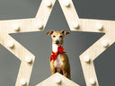 Christmas & New Year holiday period office hours - Charley Chau - luxury dog bedding