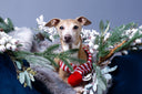 Theo Italian Greyhound in a luxury dog bed by designers Charley Chau decorated for Christmas