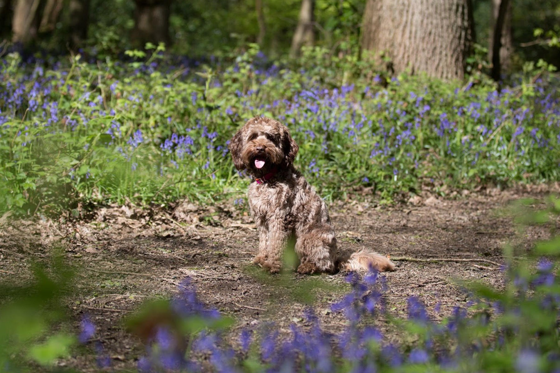 Canine emotional well-being: making dogs' lives the best they can be