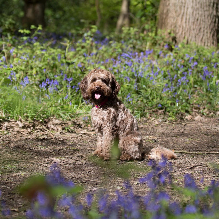 Canine emotional well-being: making dogs' lives the best they can be