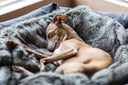 Common dog bedding problems in winter and what to do about them! - Charley Chau - luxury dog bedding