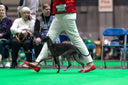 Crufts - the most prestigous dog show in the world - Charley Chau - luxury dog bedding