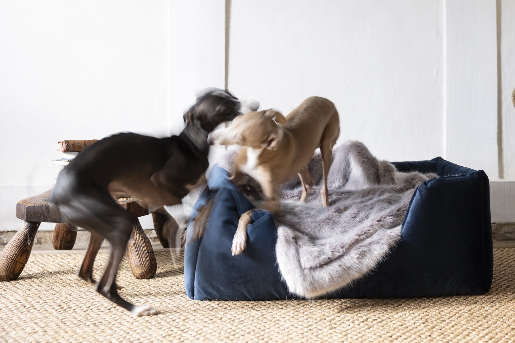 Brutus and Theo, Italian Greyhounds, playing in their Deeply Dishy Dog Bed