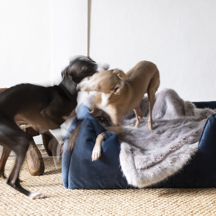 Brutus and Theo, Italian Greyhounds, playing in their Deeply Dishy Dog Bed