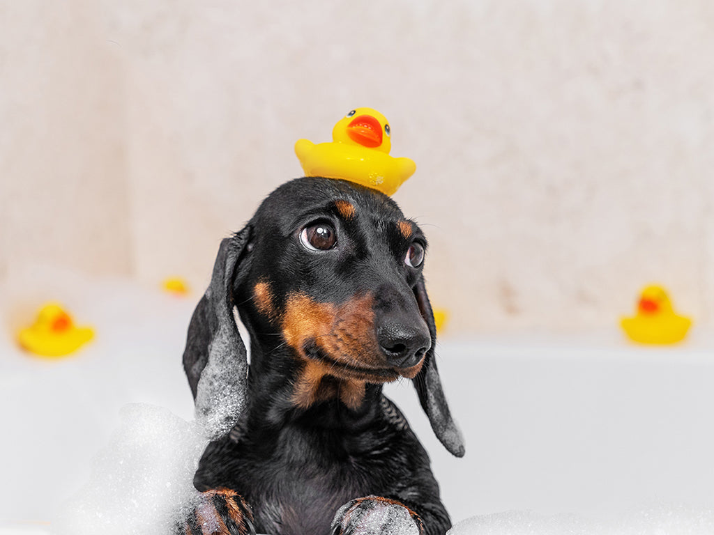 Removable cover from luxury dog bed being machine washed