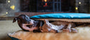 Dear Santa Christmas Competition - Charley Chau - luxury dog bedding