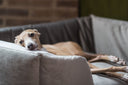 ITalian Greyhound dog relaxing in a grey velvet dog bed
