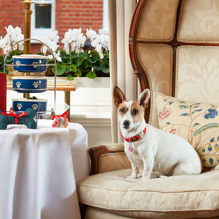 Ideas for Doggy Date Night – go gourmet!