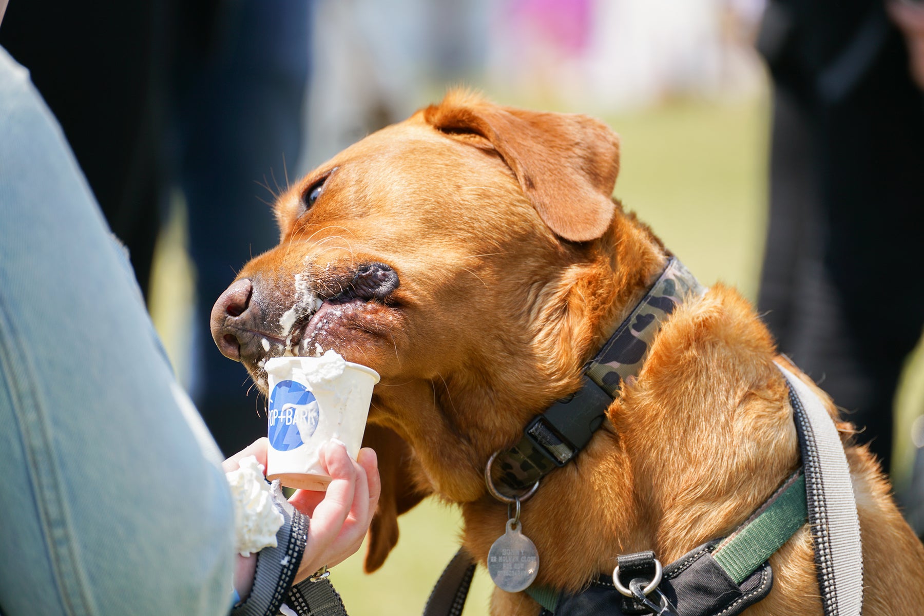 Fabulous events for dog lovers