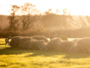 Eirianfa – a blissful dog-friendly break in Wales - Charley Chau - luxury dog bedding