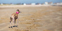 Entry Gallery #ccbestdogdayout Photo Competition - Charley Chau - luxury dog bedding
