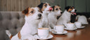 Fab and fun ways to include your dog in your everyday life - Charley Chau - luxury dog bedding