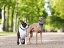 Five fab new colours in our bespoke collar and lead collection - Charley Chau - luxury dog bedding