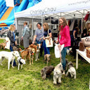 Free tickets to DogFest North! - Charley Chau - luxury dog bedding