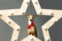 Free UK delivery on orders placed while our office is closed over Christmas and New Year - Charley Chau - luxury dog bedding